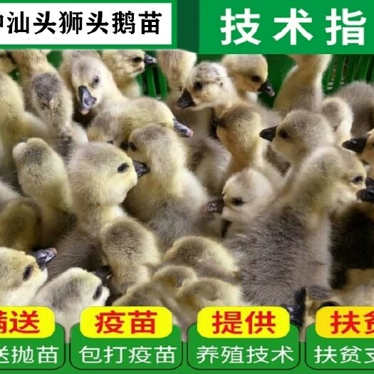 沭阳县 鹅苗批发出售 包技术 包运输 包成活率 保证各位老板的利润