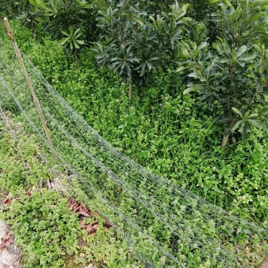 靖州县东魁杨梅树苗