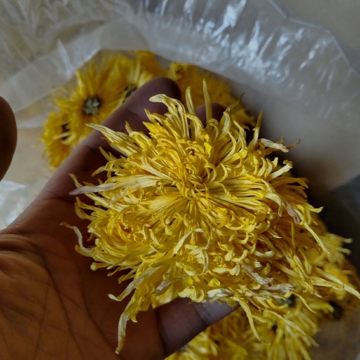 邯郸金丝黄菊苗 各种菊花种苗