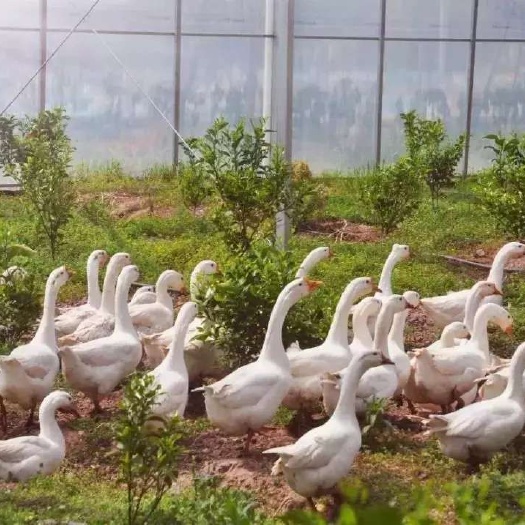 江山市 江山食草鹅