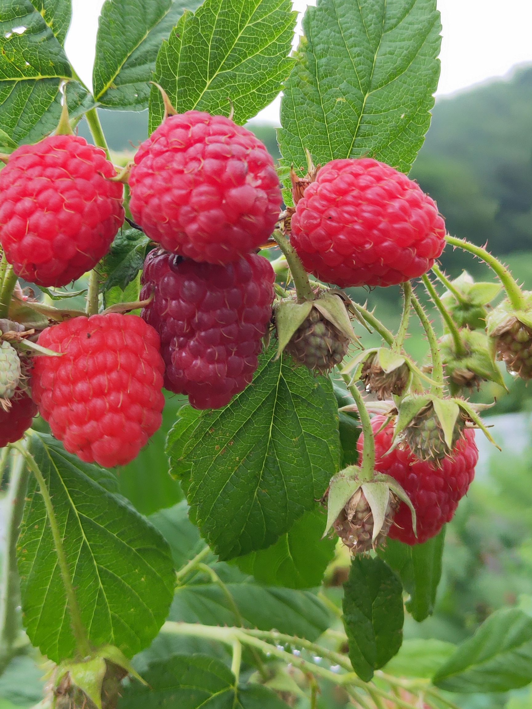 白山紅樹莓樹莓苗，雙季樹莓當年栽苗當年掛果產量高甜度好。