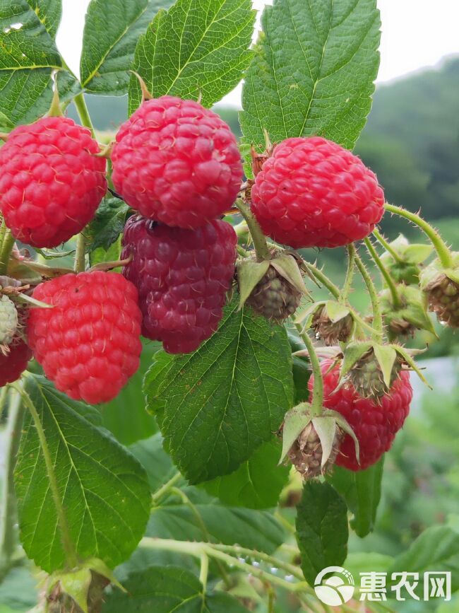 红树莓树莓苗，双季树莓当年栽苗当年挂果产量高甜度好。