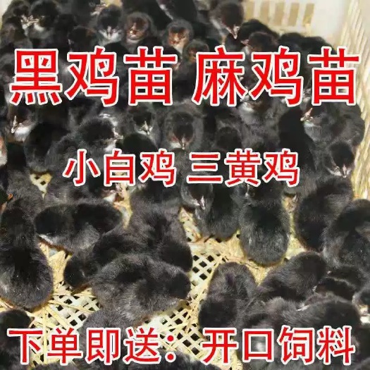 沭阳县 土鸡 麻鸡 三黄鸡 红毛大公鸡 各种鸡苗出售包技术包活到家