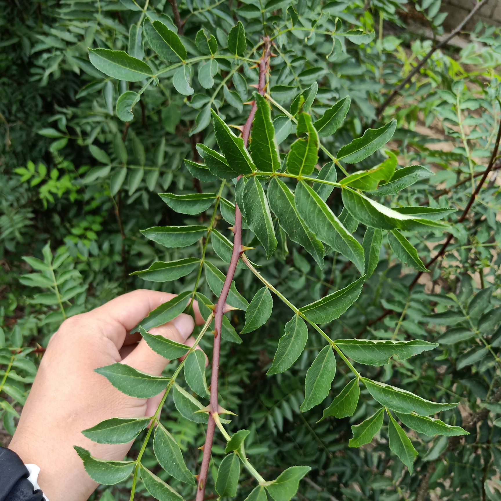 韩城大红袍花椒苗