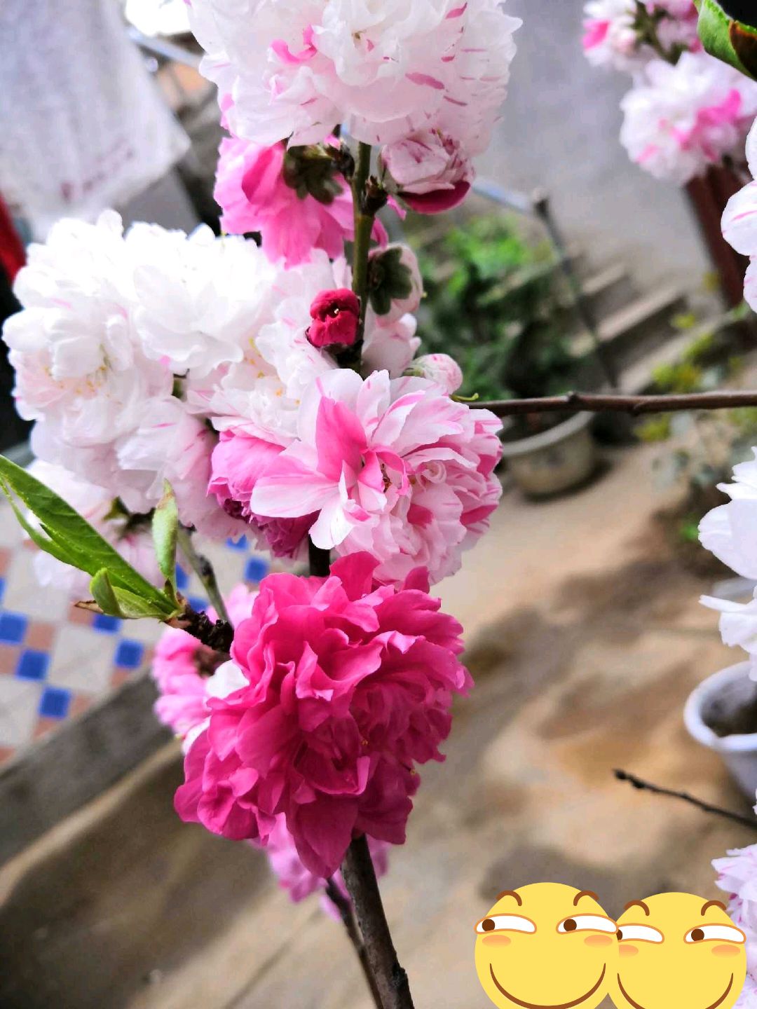  灑紅撒紅碧桃花桃 雙色桃花苗 綠化