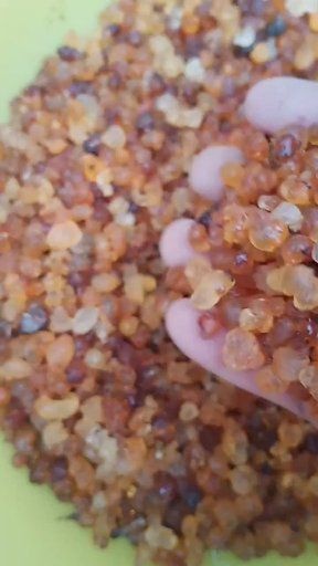 重庆市野生桃胶 6-12个月 散装 本品不能代替药物