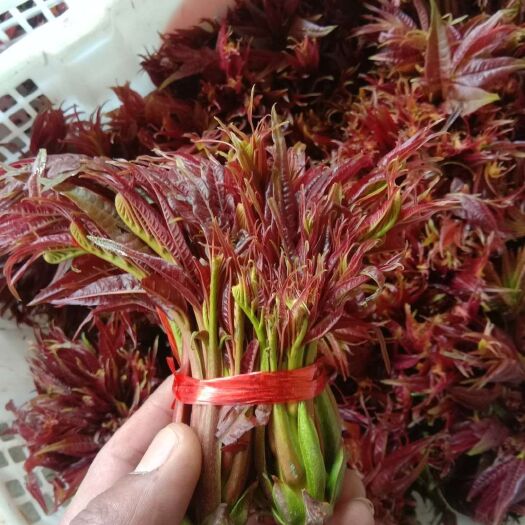 昆明红油香椿  云南露天红香椿侧芽上市，