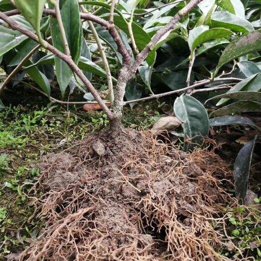 通道县粉红一号  布福那长寿果苗成活率高根部发大大优惠