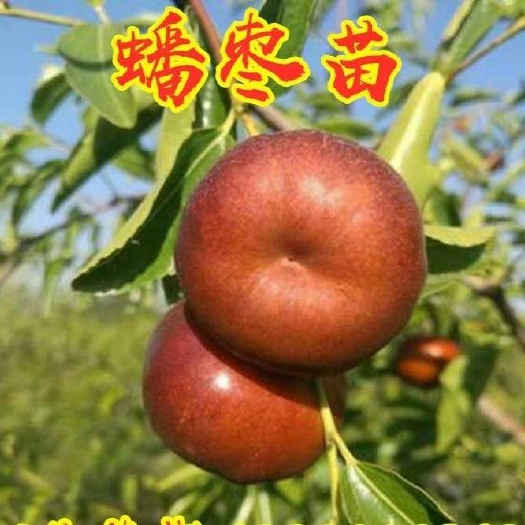平邑县葫芦枣苗  潘枣树苗嫁接苗南北方种植当年结果庭院地栽盆栽种植