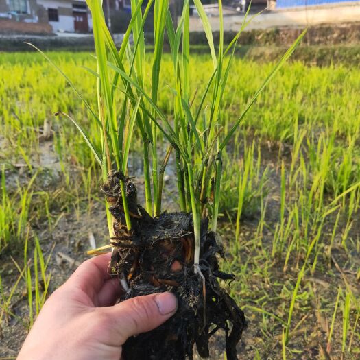 紫云县 茭白苗   单季特早熟茭白苗  双季早熟茭白苗