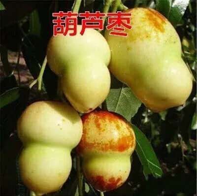 肥城市葫芦枣苗