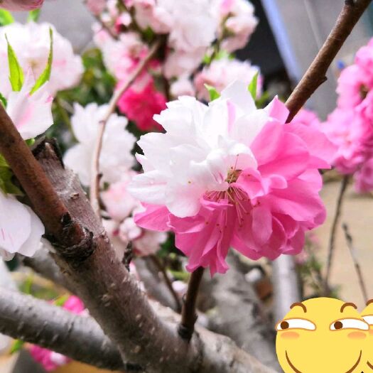 藤县 洒红撒红碧桃花桃 双色桃花苗 绿化