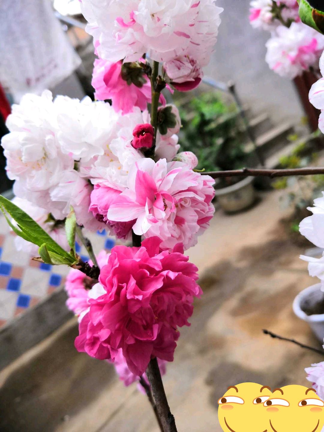  灑紅撒紅碧桃花桃 雙色桃花苗 綠化