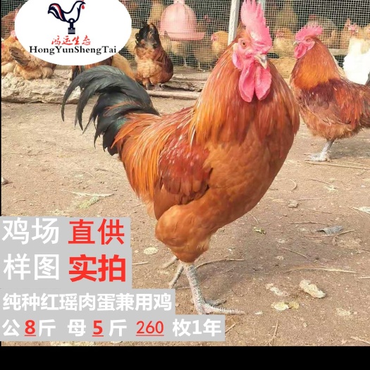 沭阳县 纯种红瑶种蛋受精率土鸡蛋种蛋草鸡种蛋，麻鸡种蛋可孵化鸡蛋