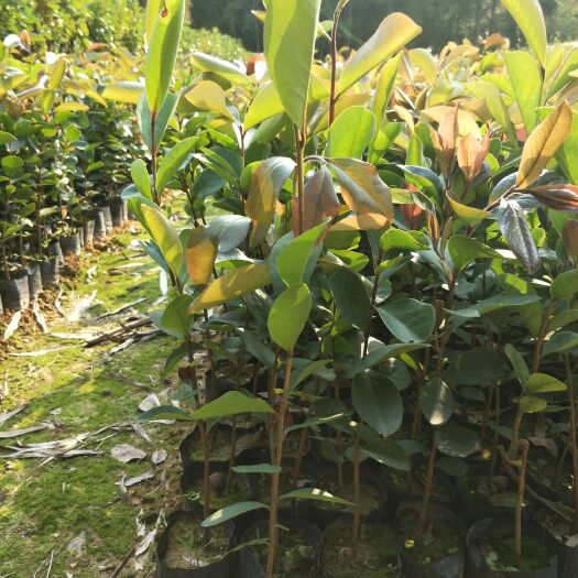 广州 基地直供白花油茶苗，油茶营养杯苗，价格优惠