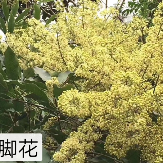 惠东县 现货鸭脚木土蜂蜜，全天待售，24小时发货