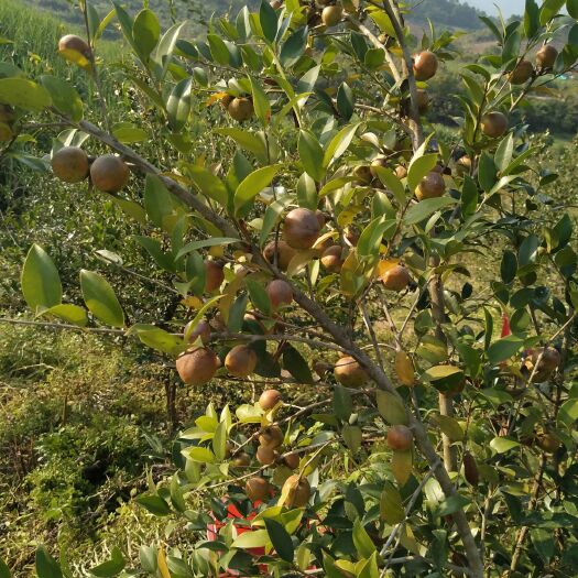 上思县野生山茶油 自家压榨油茶纯正