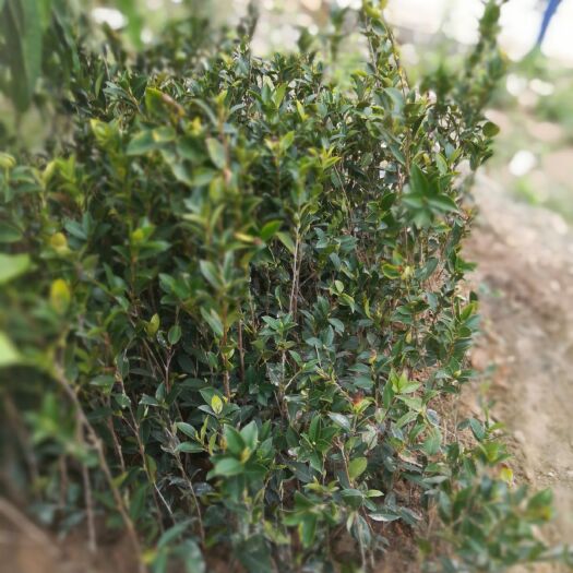灵山县白茶树苗 白花油茶苗
