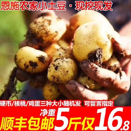 建始县 农家现货黄心迷你高山小土豆
