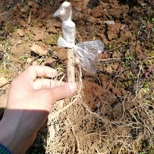 永顺县米良1号苗 猕猴桃树苗供应。