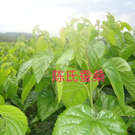 宁远县 有机果桑树苗出售