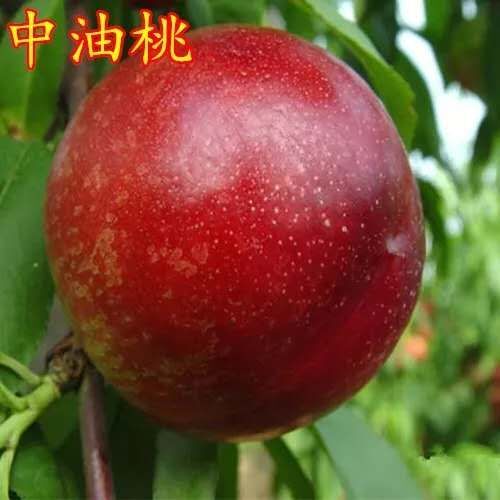 肥城市中油油桃苗 0.5~1米