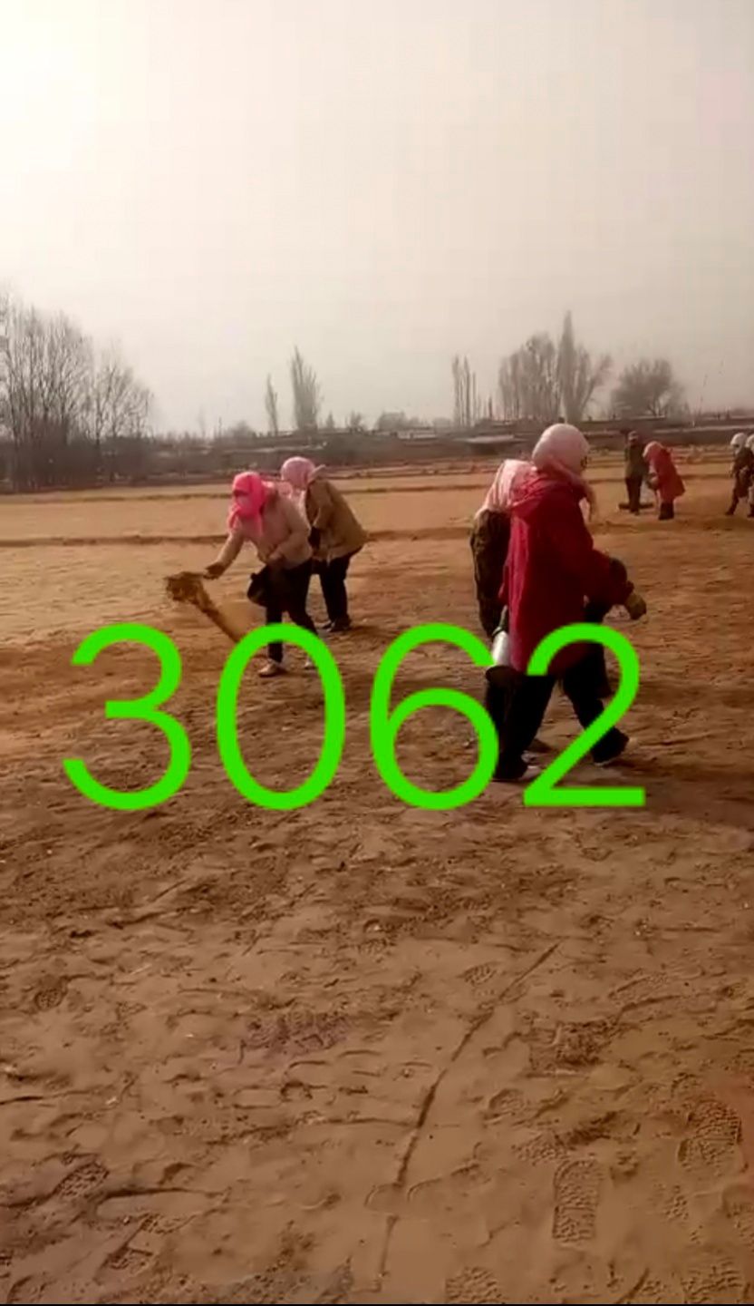 梭梭种子当年纯新货无中介直接销售