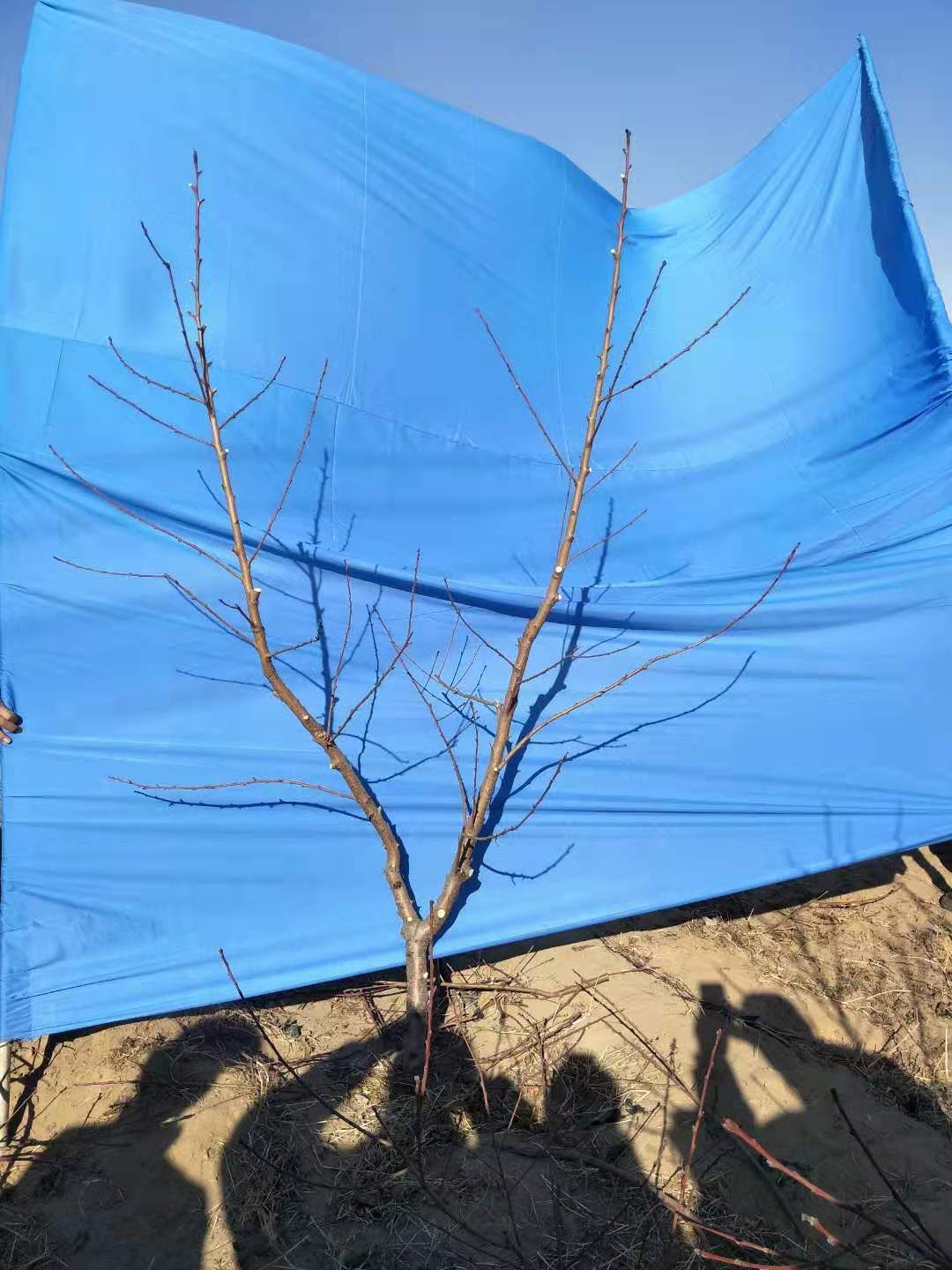 昌黎县农技人员 果树冬剪专业团队，夏季复剪，河北省秦皇岛
