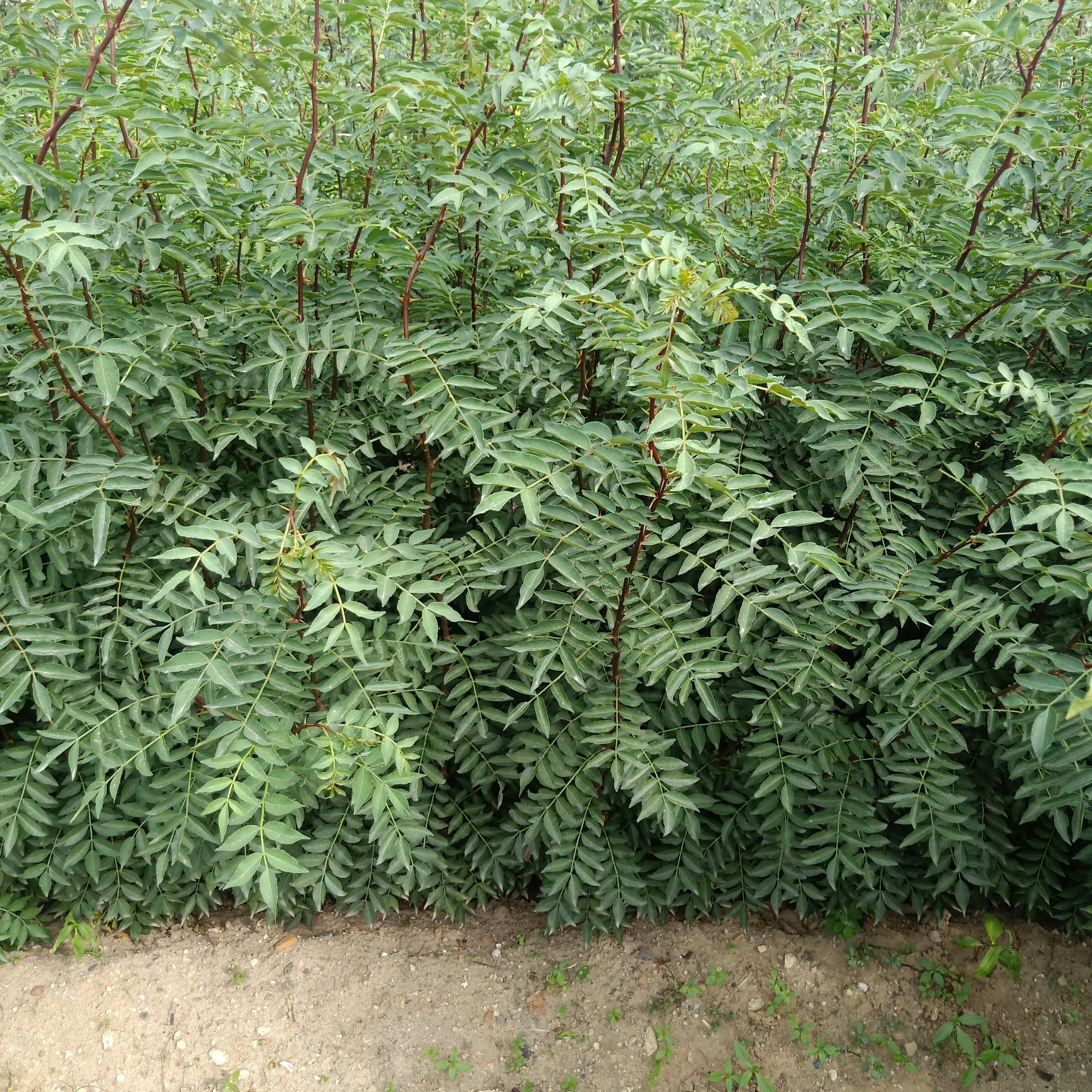 韩城大红袍花椒苗