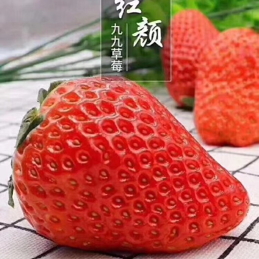 东港市九九草莓  红颜草莓  奶油草莓 全国一件代发 供应电商