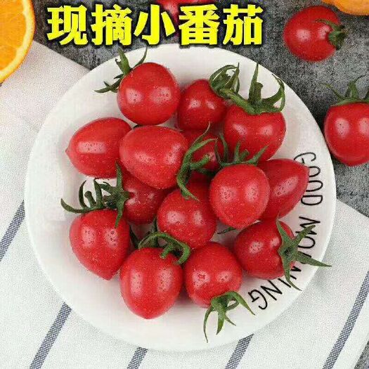 莘县 圣女果正宗原产地，一件代发，全国招商