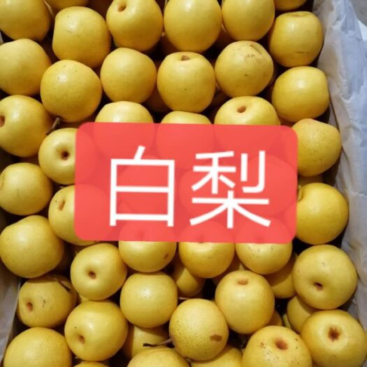 北镇市 绥中大白梨