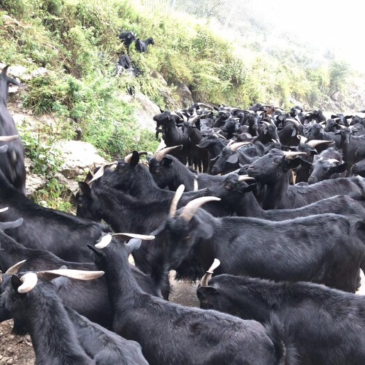 六盘水 贵州正宗本地黑山羊，30–40一斤