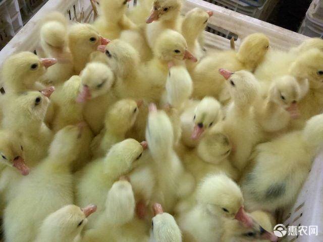 南宁 白鸭苗，正规厂家直销包疫苗成活