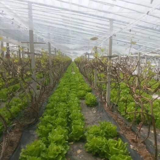 滑县意大利生菜 5~6两