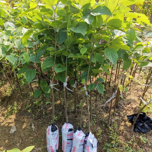 灵山县 拐枣苗〈又称万寿果〉果可以用来泡酒