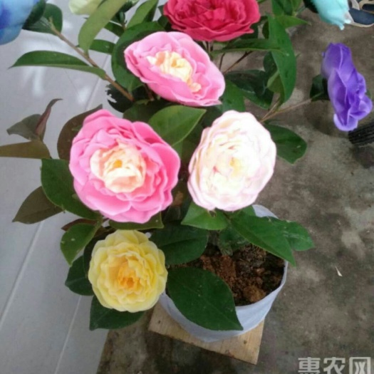高州市 10色茶花苗，花开鲜艳、种下半年开花、全国包邮