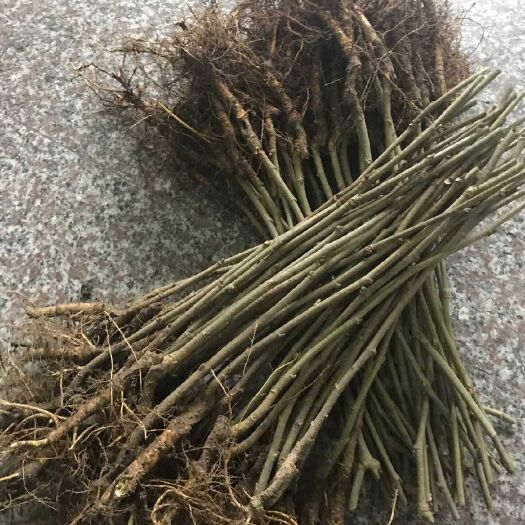 海宁市黑珍珠桑树苗