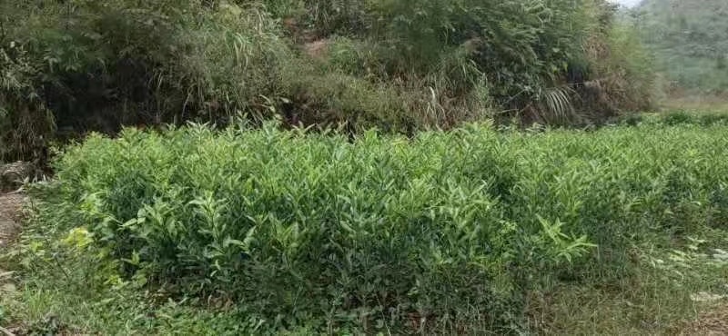 阳朔县 脆蜜金桔苗