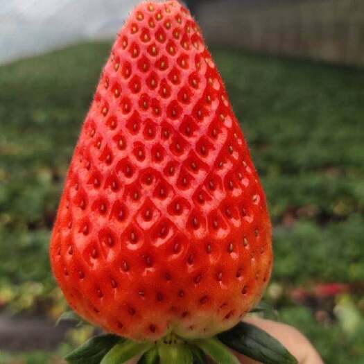 济南 正宗奶油草莓甜宝