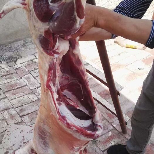 鄂托克旗绵羊肉 内蒙古鄂尔多斯草地散养羊