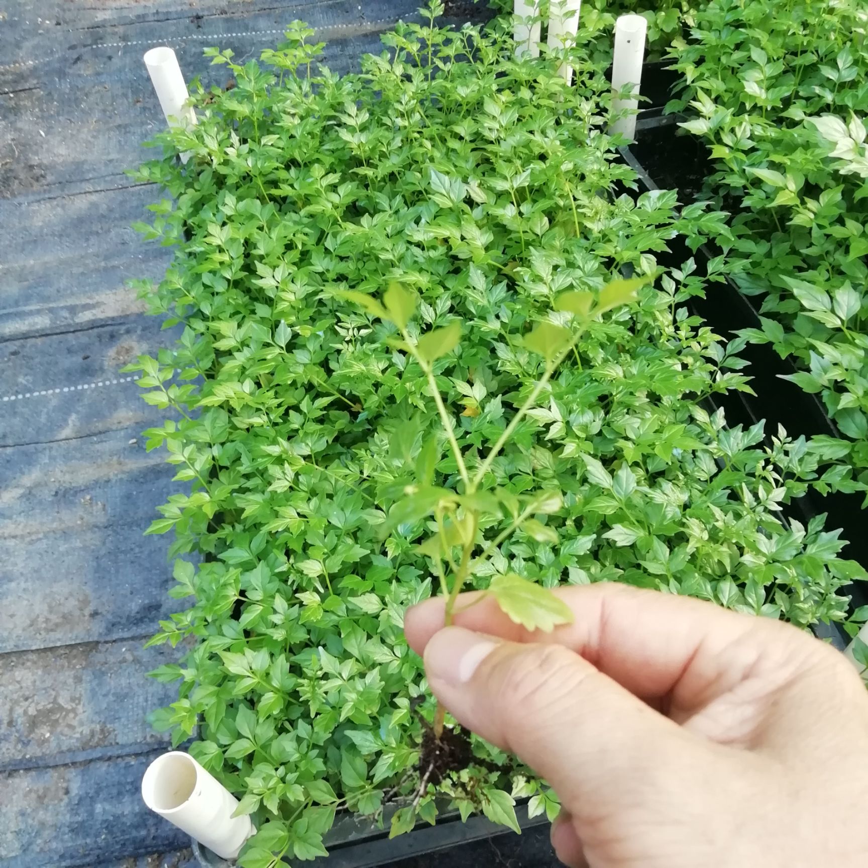 幸福树盆栽 小幸福树（小富贵）苗，基地直销，优质室内观叶绿植小盆栽
