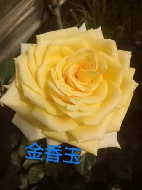昆明月季苗 月季大苗