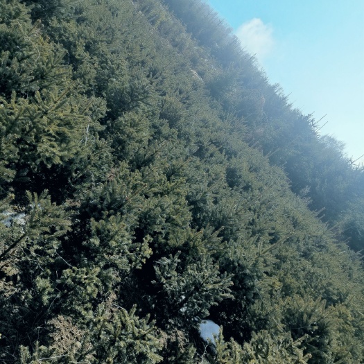 康乐县 云杉及其他少量苗木出售