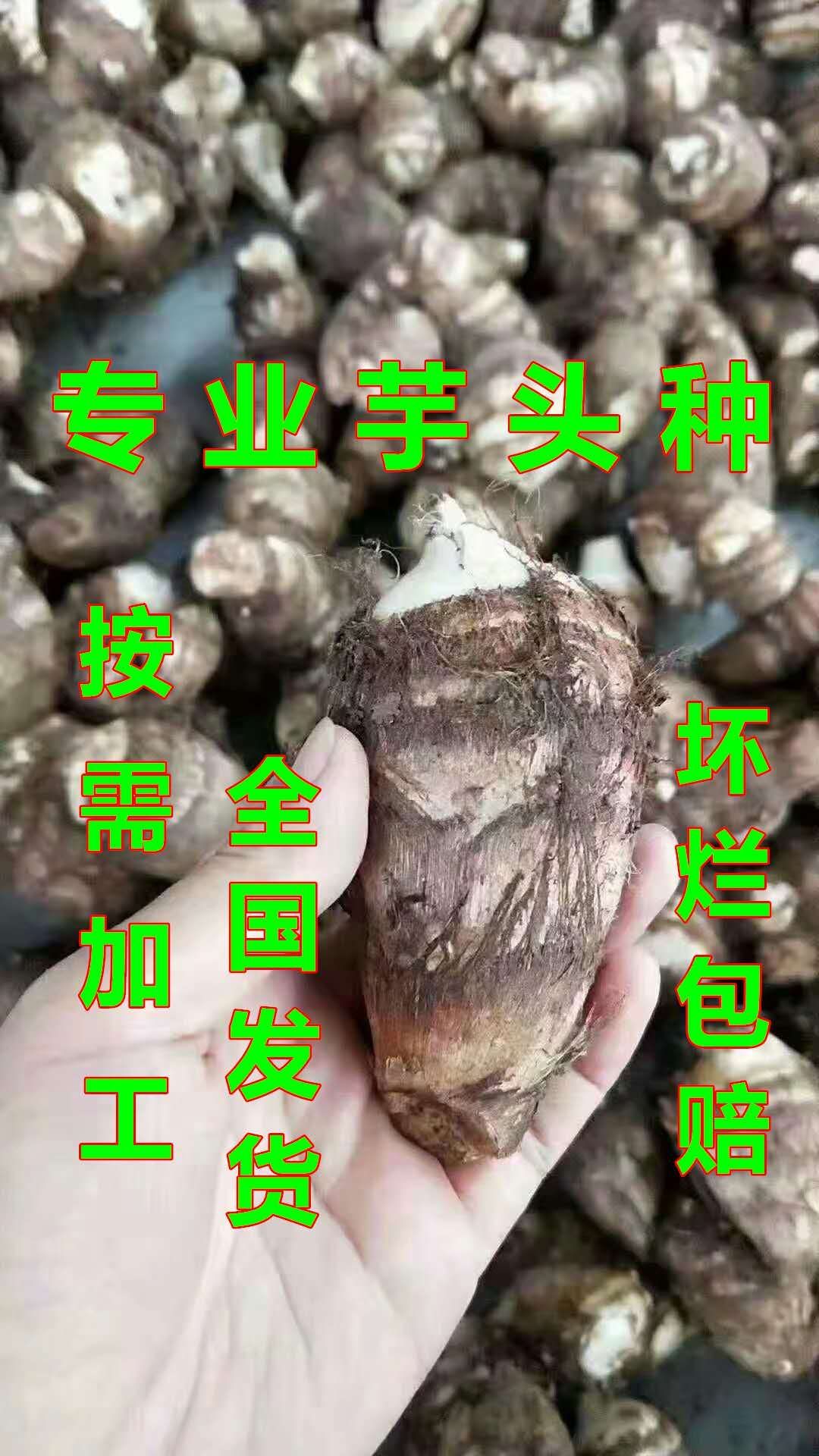 沂水县芋头种子，全国发货，货源充足，保质保量