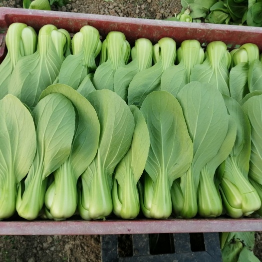 精品上海青青梗小青菜 大量供应大量供应浙江 上海 江苏
