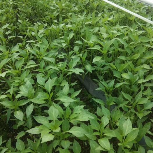 纳雍县二荆条辣椒苗 最早一批线椒软皮二荆条 现可移栽 数量不多先到先得。