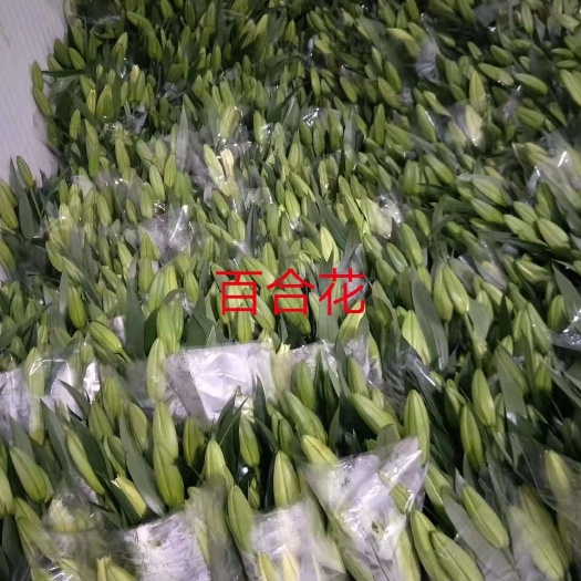 东海县 百合花已经成熟上市了