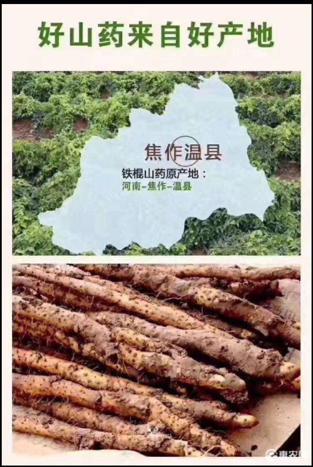  河南焦作温县正宗铁棍山药