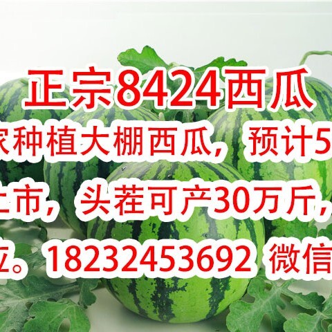 巨野县 正宗8424西瓜 自家大棚种植 5—11月常年有售
供货稳